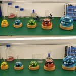 Lab Flask Cork Stand - Support for Round Bottom Flasks