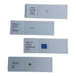 Onion Root Tip Mitosis Microscope Slide 500-20