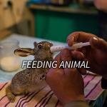 Dental Irrigation Syringe Set - 5 Pack with Curved Tip