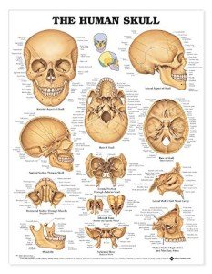 Human Skull Anatomical Chart for Laboratories