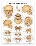 Human Skull Anatomical Chart for Laboratories