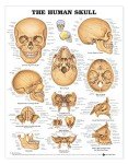 Human Skull Anatomical Chart for Laboratories