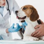 U-100 Disposable Syringes with Needles - 30G, 30-Pack