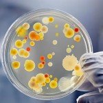 Set of 30 Clear Plastic Petri Dishes