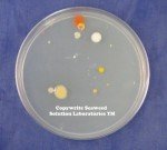Nutrient Agar Kit with Petri Dishes and Swabs