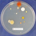 Nutrient Agar Kit with Petri Dishes and Swabs