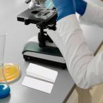 600pcs Chromatography Paper Strips for Science Experiments