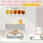 Automatic Egg Incubator for 12 Eggs