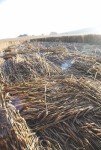 Crop Circles: Layers of Mystery