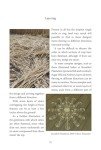 Crop Circles: Layers of Mystery