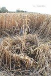 Crop Circles: Layers of Mystery