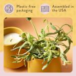 Modern Sprout Rooted Candle - 2 in 1 Cedarwood Scented & Soy Candle with Seeds That Grows into Lavender Plant - 6 oz w/ 42 hr Burn time in Matte Glaze Ceramic Vessel Ideal for Indoor Herb Garden