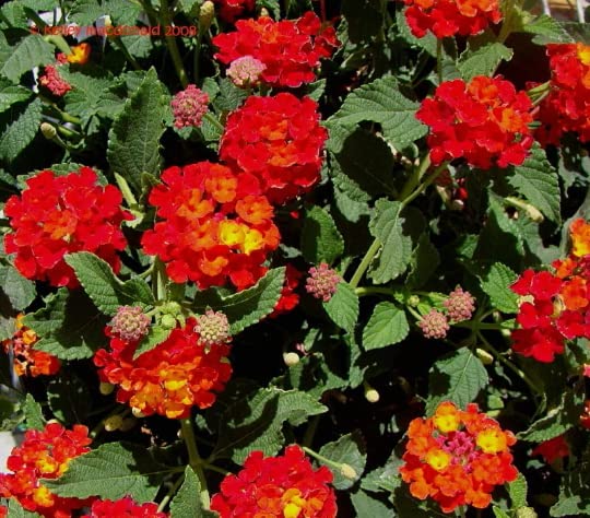 Red Lantana Camara: 2 Live Plants in 4" Pot