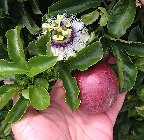 Passiflora edulis 'Possum Purple' Passionfruit Vine (2) Starter Plants $20.95