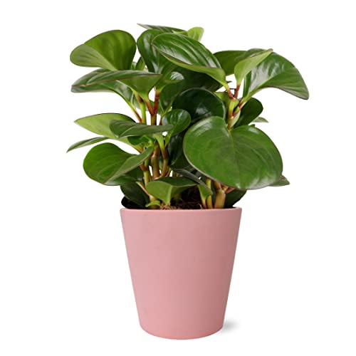 Pink Peperomia Rubber Plant in Stylish Pot