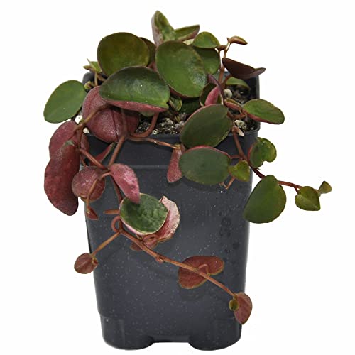 Ruby Cascade Peperomia - Attractive Red Houseplant
