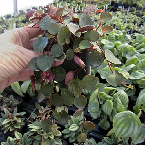 Ruby Cascade Peperomia - Attractive Red Houseplant