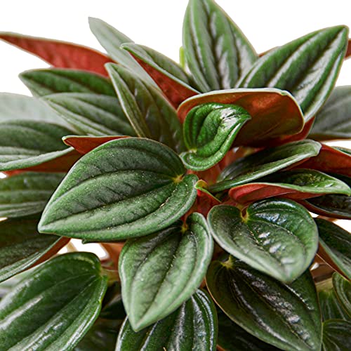 Peperomia 'Rosso' - 4" Live Indoor Plant