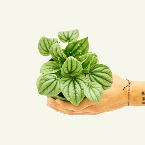 Peperomia Frost - Easy and Low Maintenance Houseplant