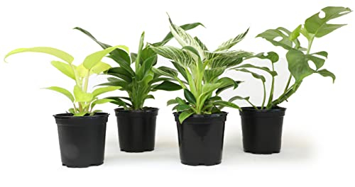 4-Pack Live Philodendron Plants, 4" Pots
