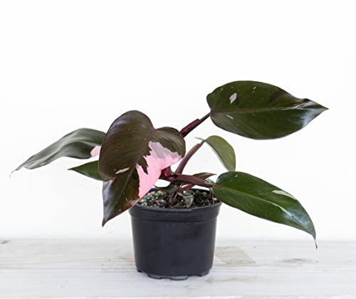 Pink Princess Marble Philodendron in White Pot - Rare Houseplant