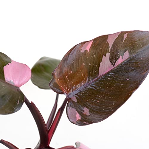 Pink Princess Marble Philodendron in White Pot - Rare Houseplant