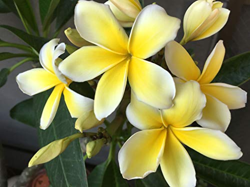 Hawaiian Yellow Plumeria Plant Cutting ~ Grow Hawaii