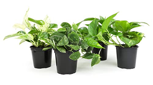 4-Pack Live Pothos Houseplants by Plants for Pets