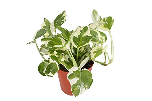 Variegated Pothos Plant - Easy Care - Pot Included