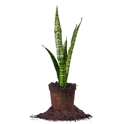 12in Sansevieria Zeylanica Snake Plant | Air Purifying