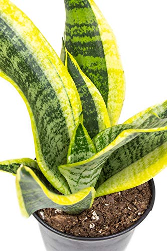 Rooted Sansevieria Plant in Pot