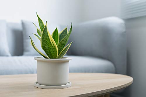 Rooted Sansevieria Plant in Pot
