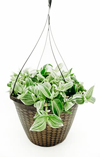 12 in. Tradescantia Zebrina Hanging Basket Plant (Green)