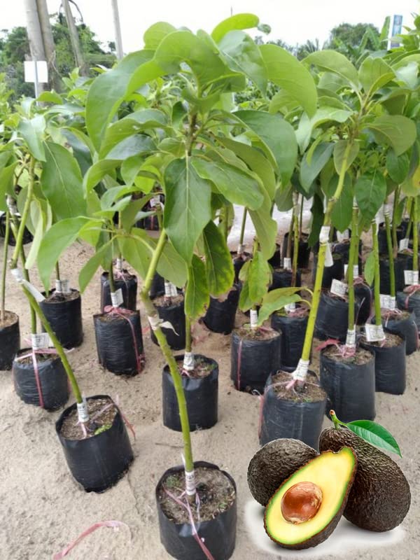 Grafted HASS Avocado Tree - Live Plant