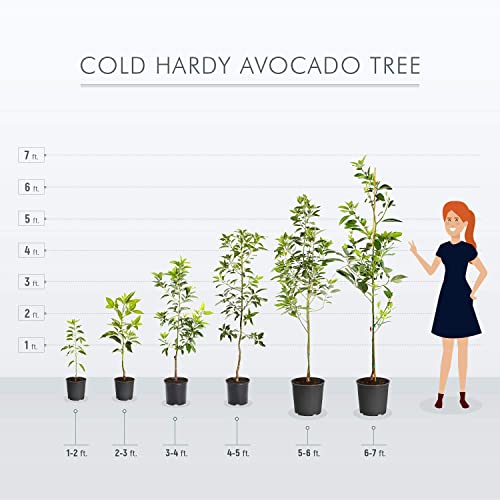 Cold Hardy Avocado Tree - 2-3 Ft