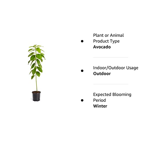 Cold Hardy Avocado Tree - 2-3 Ft