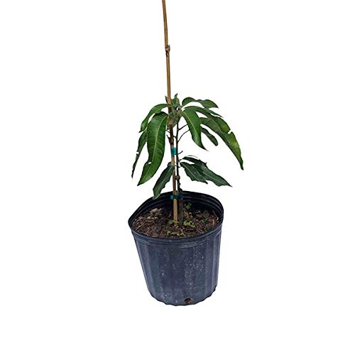 Dwarf Cogshall Mango Tree Live Plant