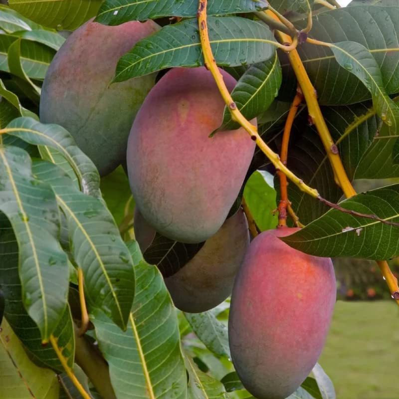 3-4 Ft Tall Live Haden Mango Tree