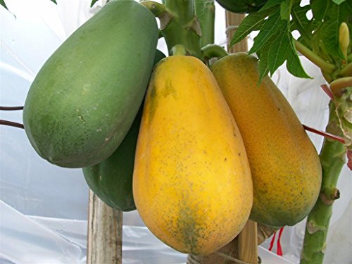 Papaya Tropical Fruit Tree Live Plant