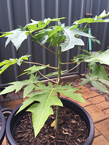Papaya Tropical Fruit Tree Live Plant