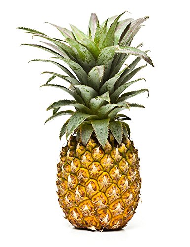 Easy-to-grow Sugarloaf Pineapple live plant