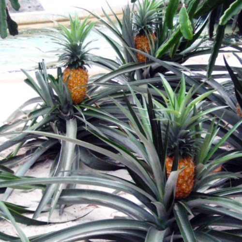 4 Elite Gold Pineapple Plants