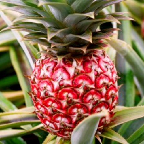 Florida Pineapple Pack: 4 Hello Organics Plants
