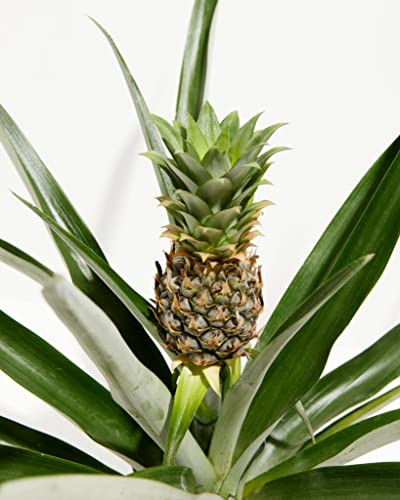 Pineapple Houseplant - Easy Care Tropical Plant