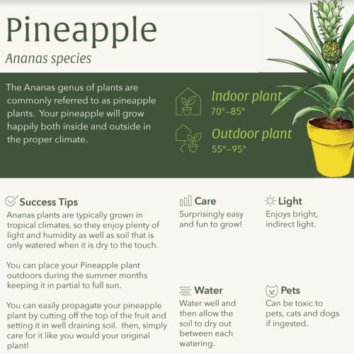 Pineapple Houseplant - Easy Care Tropical Plant