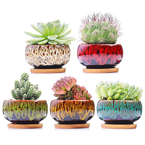 Set of 5 Cute Succulent Pots with Saucers