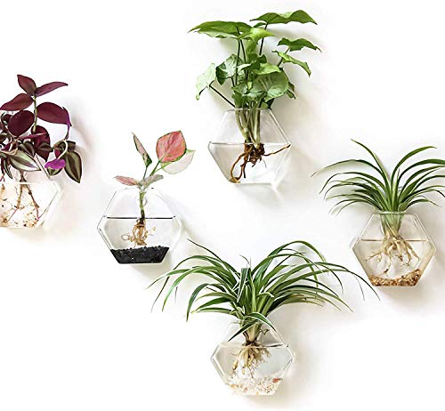 Hexagon Glass Planter Set for Plant Lovers