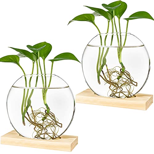 Round Glass Terrariums with Wooden Stand (2-pack)