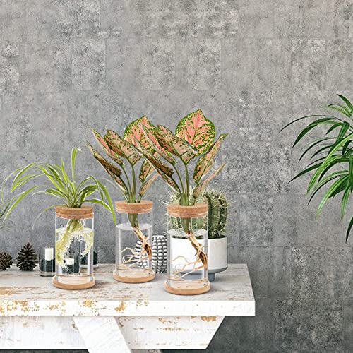 Tropical Plant Terrarium with Bamboo Saucer (3 pcs)