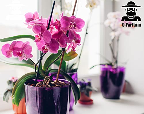Tropical Orchid Potting Mix 1 qt